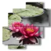 cuadro moderno flores de nenufar purpura - version: 4 pannelli 77x78cm