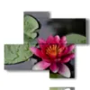 painting water lilies in the pond - version: 4 pannelli 94x77cm