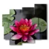 ninfee quadro nello stagno - version: 5 pannelli 106x98cm