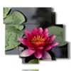 ninfee quadro nello stagno - version: 6 pannelli 113x99cm