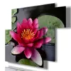 Water lily paintings