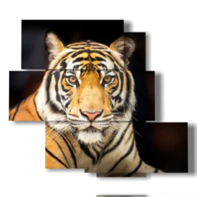 quadro tigre