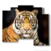 tiger painting in the foreground - version: 5 pannelli 89x77cm