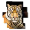 bild tiger im vordergrund - version: 11 pannelli 137x151cm