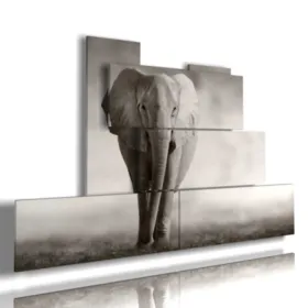 quadri elefante
