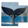 painting with whale tail fish - version: 4 pannelli 91x85cm