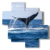 paintings whale fish - version: 4 pannelli 97x97cm