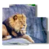 tableau avec le roi lion de la savane - version: 5 pannelli 102x93cm