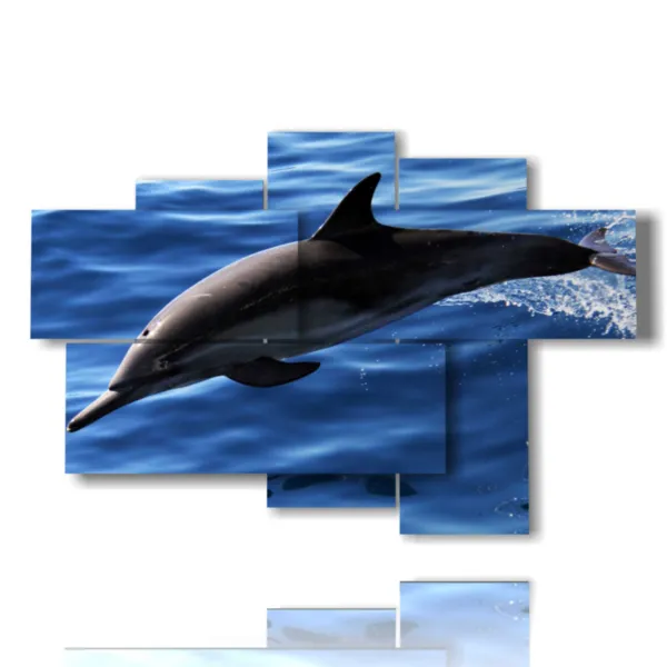 quadro Delfino
