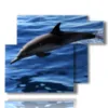 bild delfin im blauen meer - version: 6 pannelli 122x96cm