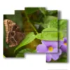 cuadros mariposas y flores violetas - version: 5 pannelli 89x77cm