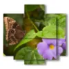 farfalle quadri e fiori viola - version: 5 pannelli 89x85cm