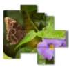 bilder schmetterlinge und lila blumen - version: 5 pannelli 110x105cm
