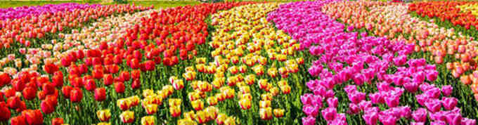 tableaux avec tulipes